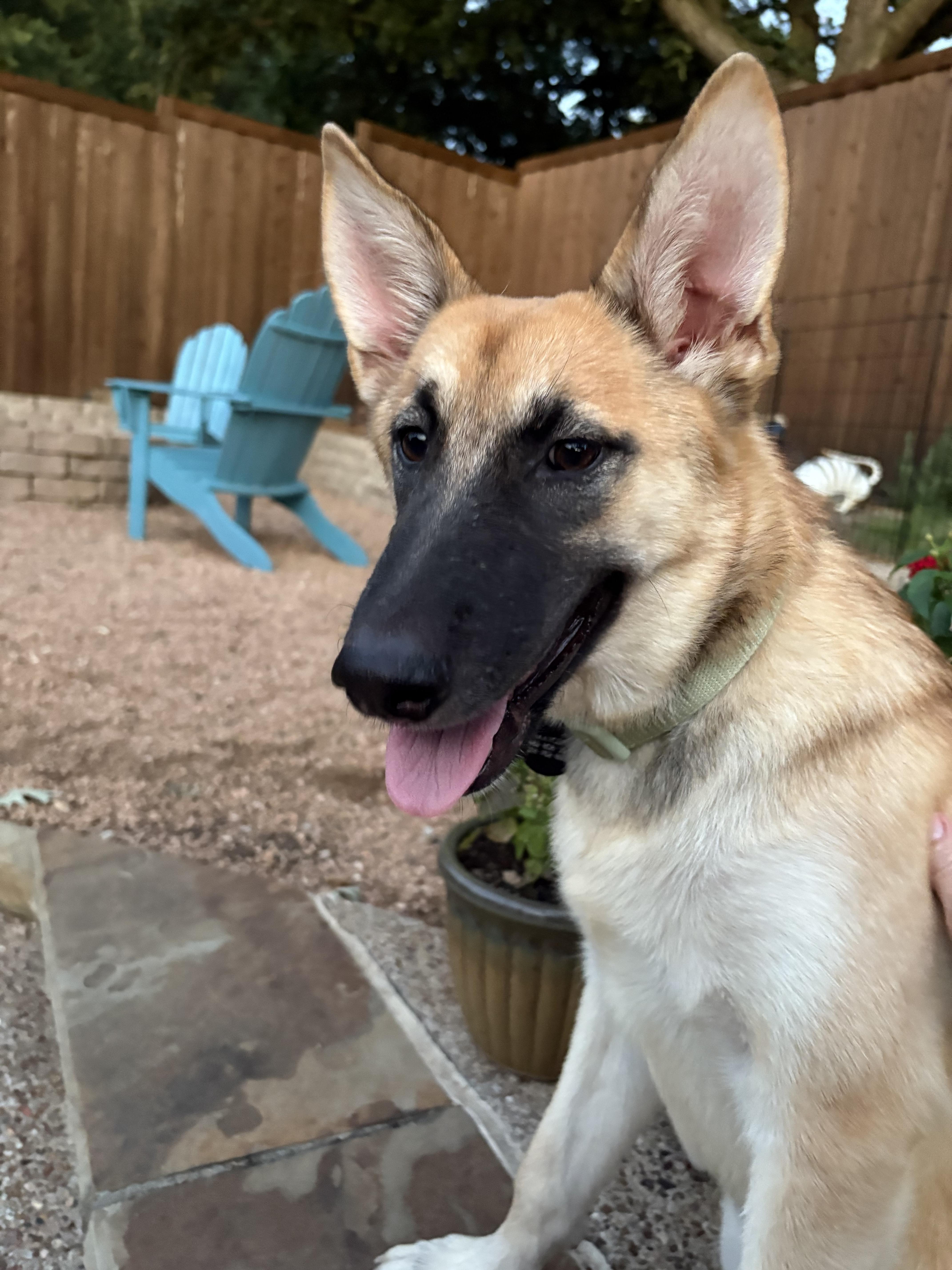 Enlarge Mia, a Adopted mixed breed in Southlake, TX image 3/3