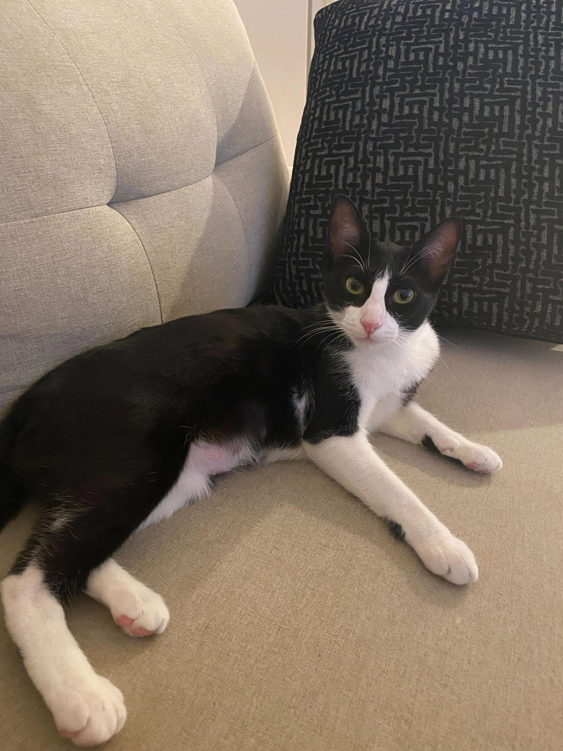 Enlarge Rose Nimki (Bonded to Leoncito) , a ADOPTABLE Domestic Short Hair in Long Island City, NY image 4/5