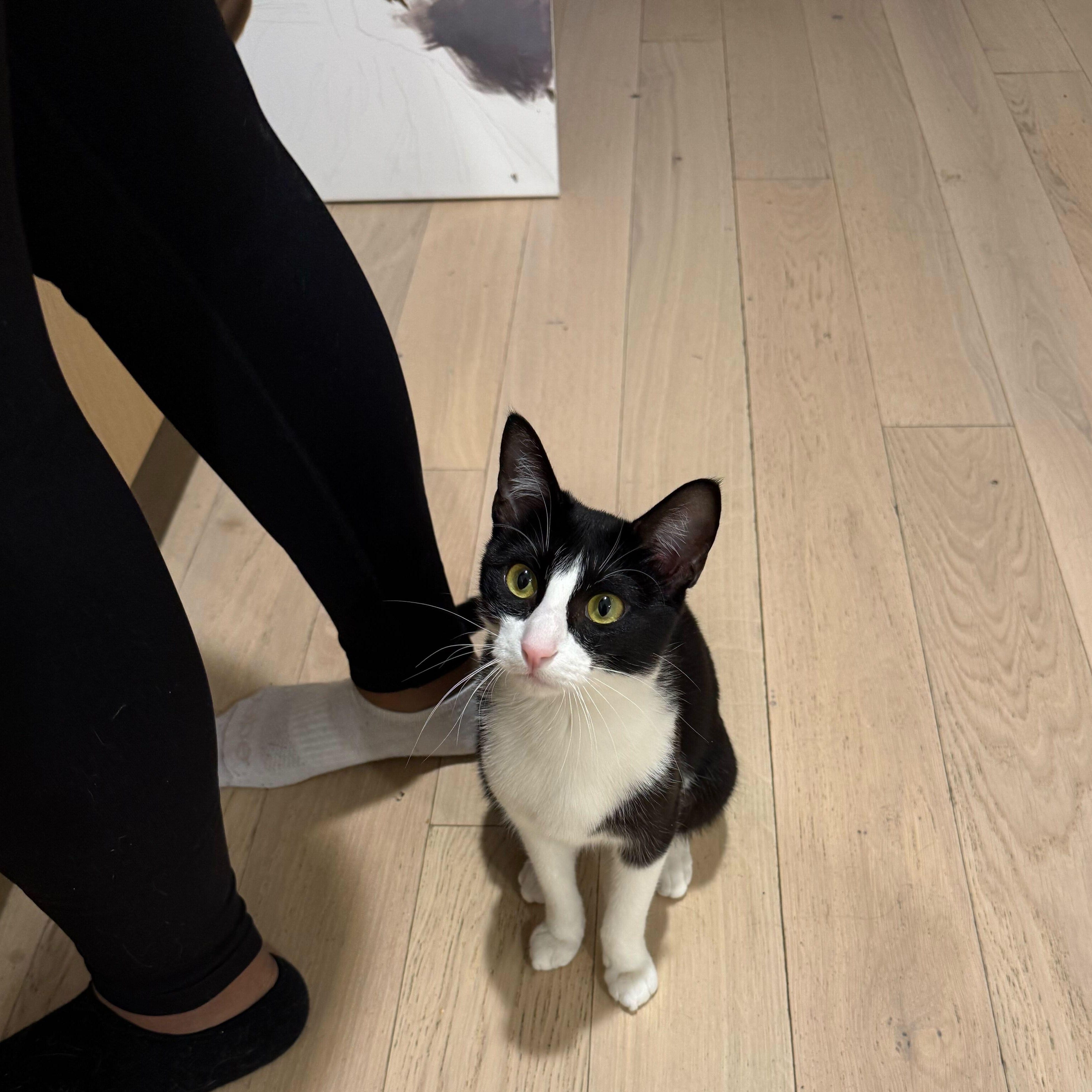 Enlarge Rose Nimki, a ADOPTABLE Domestic Short Hair in Long Island City, NY image 3/4