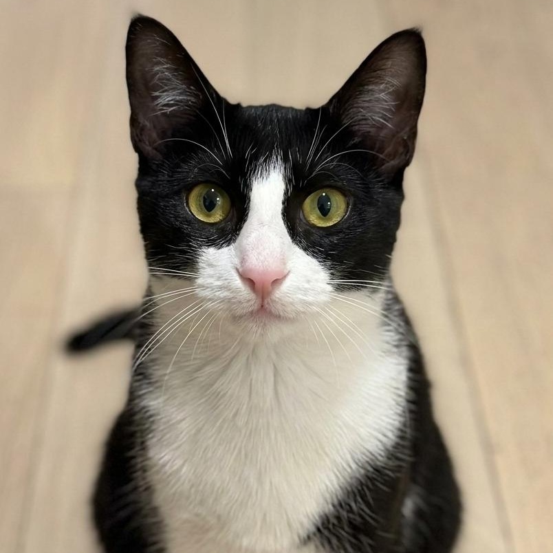 Enlarge Rose Nimki, a ADOPTABLE Domestic Short Hair in Long Island City, NY image 2/4