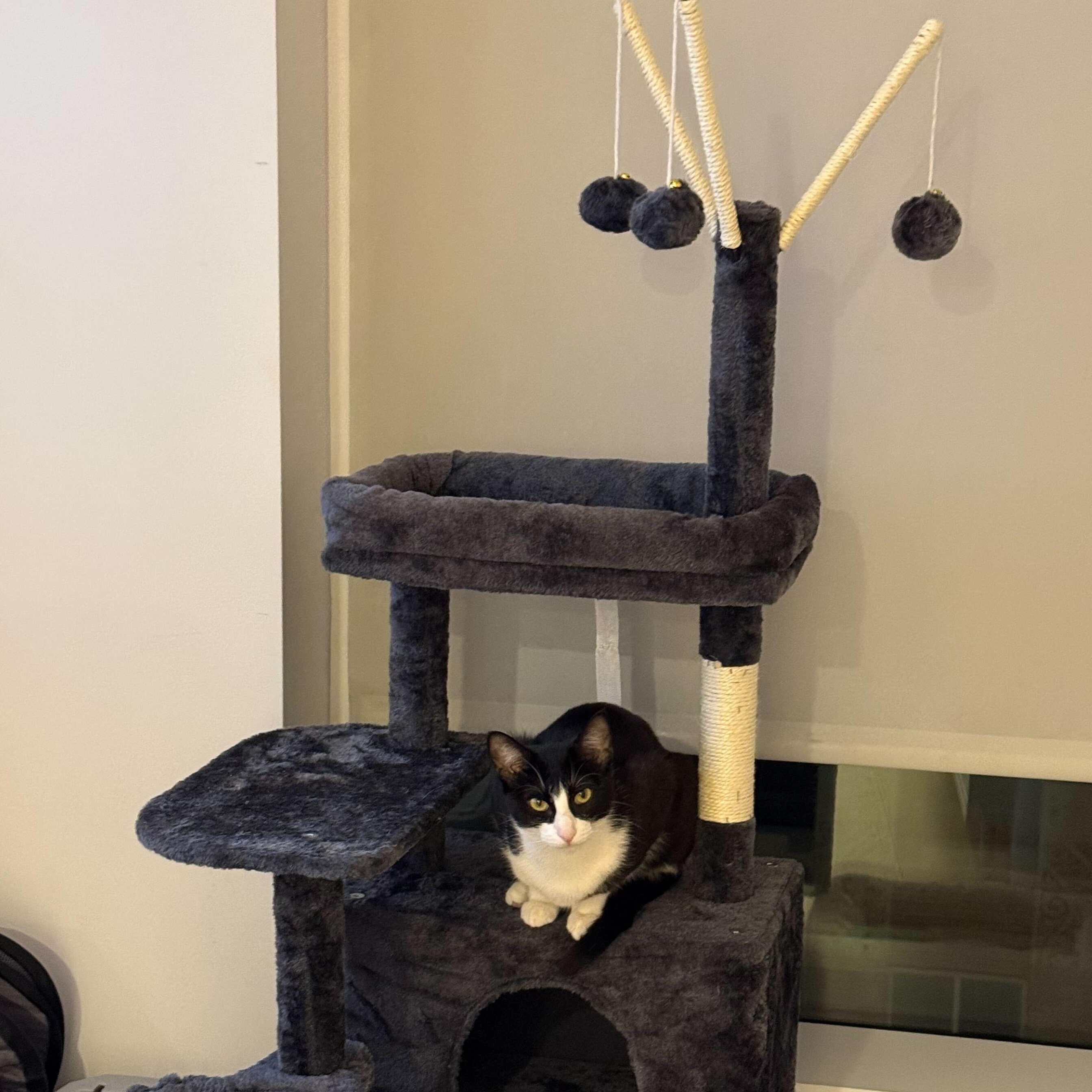 Enlarge Rose Nimki, a ADOPTABLE Domestic Short Hair in Long Island City, NY image 4/4