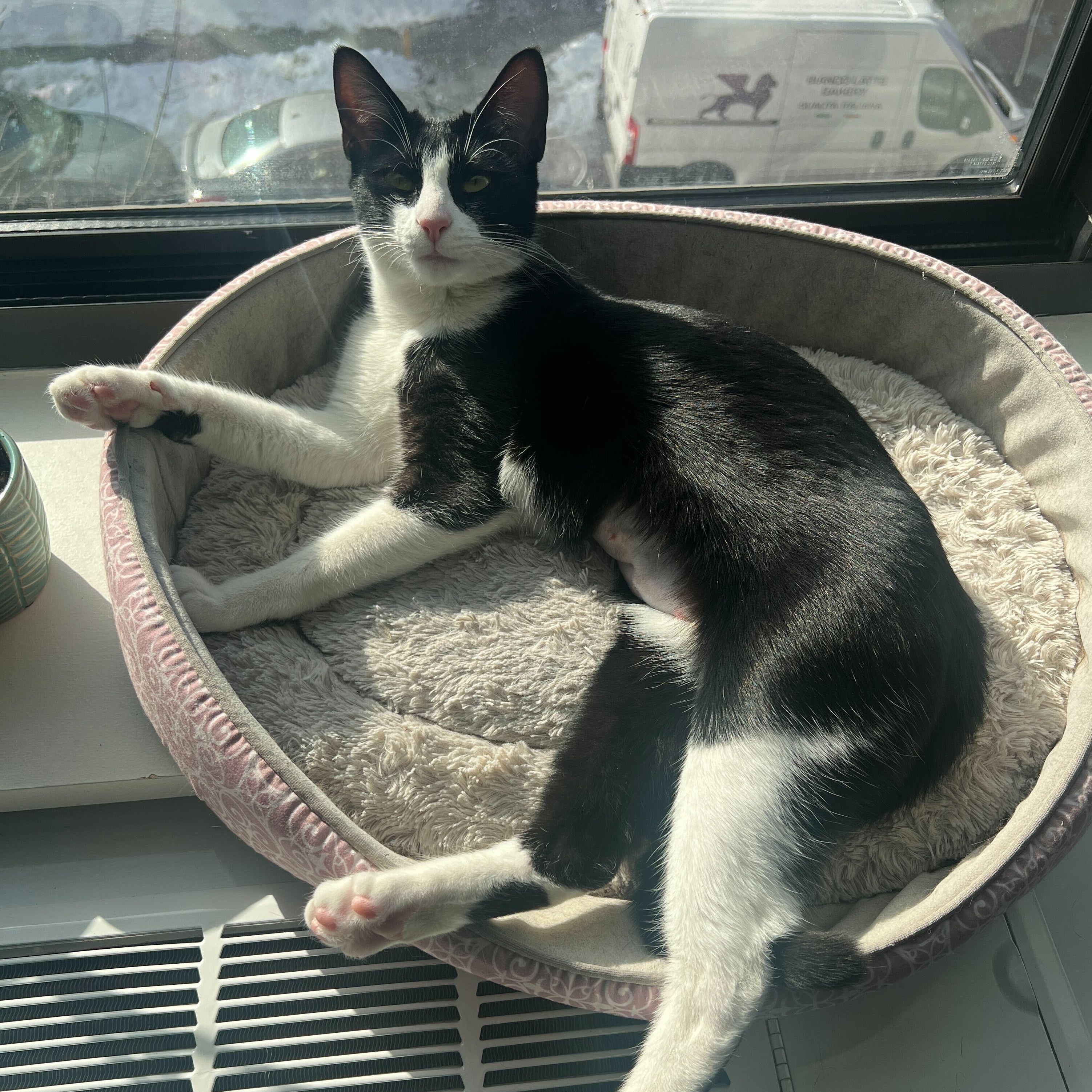 Rose Nimki, ADOPTABLE, Adult Female Domestic Short Hair.