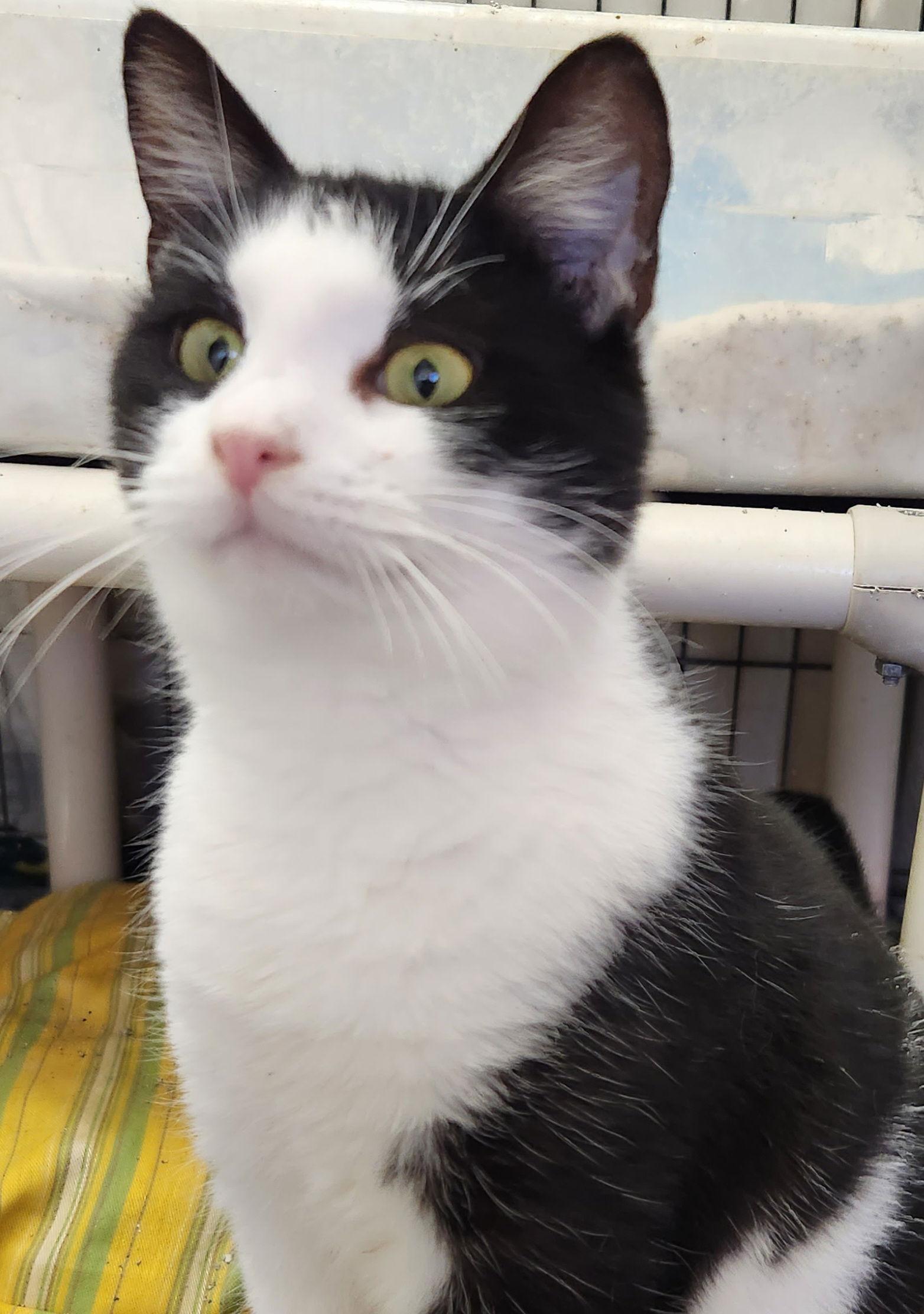 Celeste, a Adoptable Domestic Short Hair in Ocean Pines, MD image 1/2