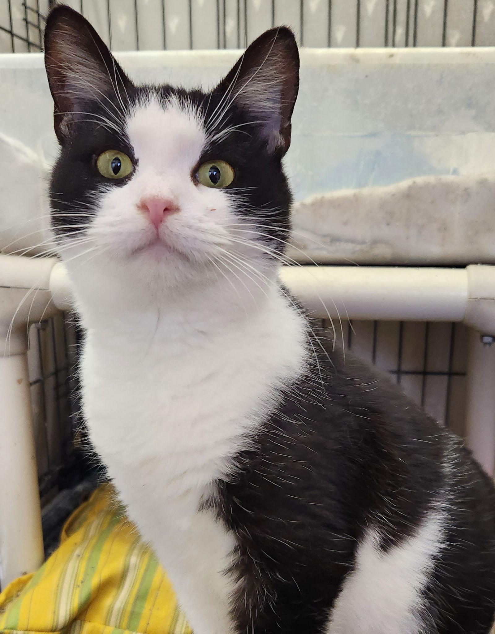 Celeste, a Adoptable Domestic Short Hair in Ocean Pines, MD image 2/2