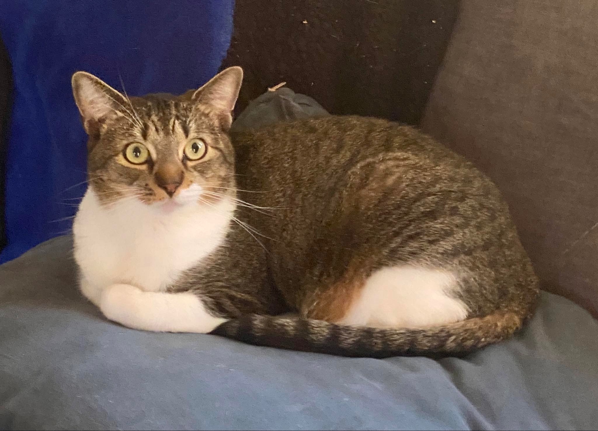 Enlarge Dinah, a Adopted American Shorthair in Middleburg, FL image 2/5