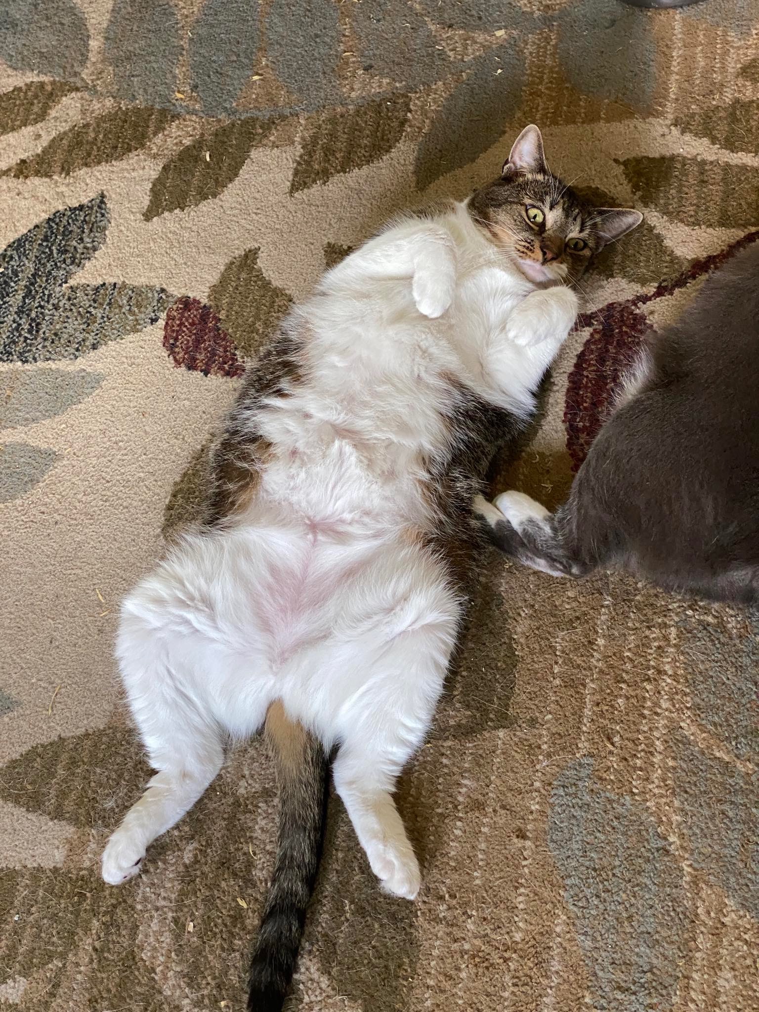 Enlarge Dinah, a Adopted American Shorthair in Middleburg, FL image 3/5