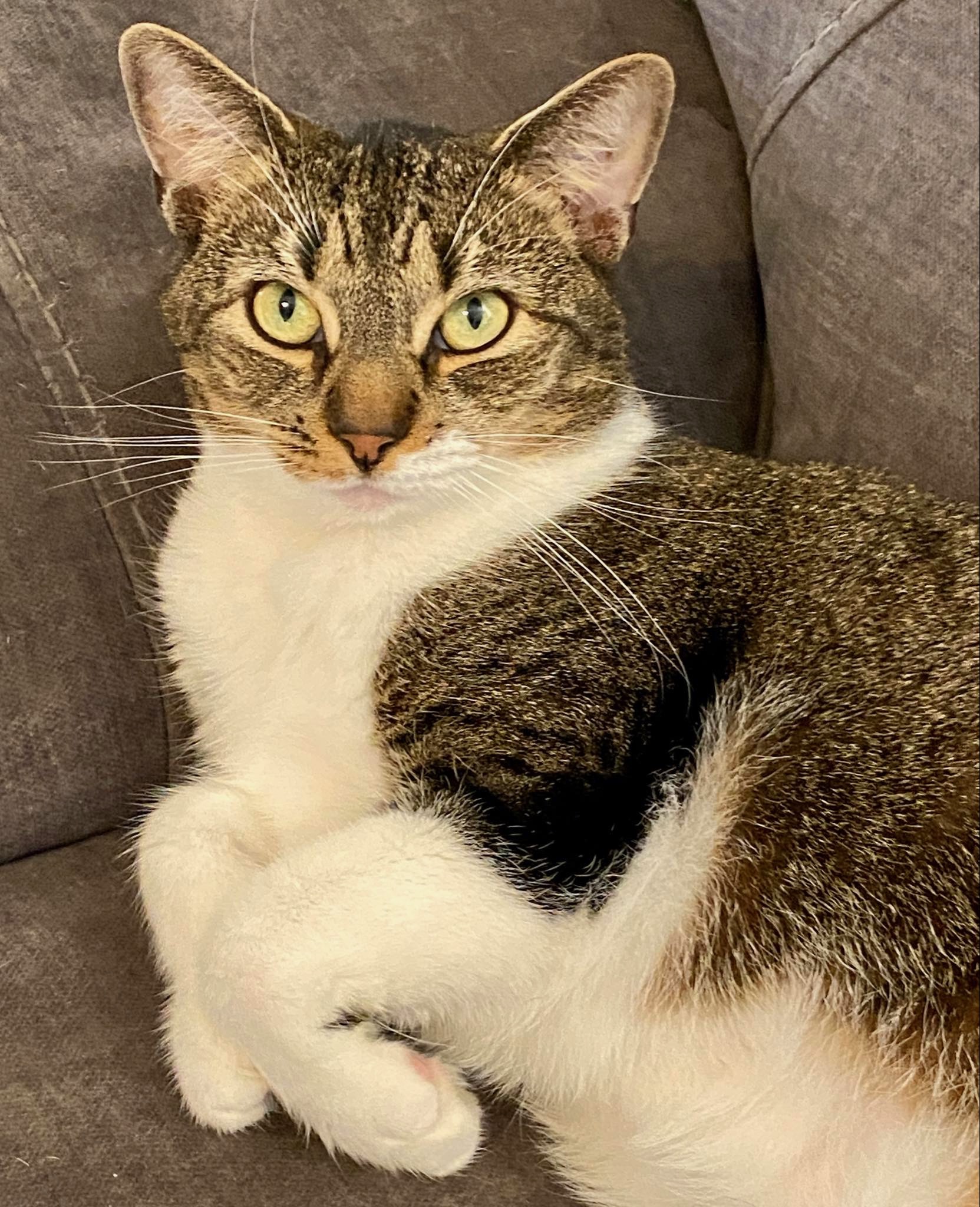 Enlarge Dinah, a Adopted American Shorthair in Middleburg, FL image 4/5