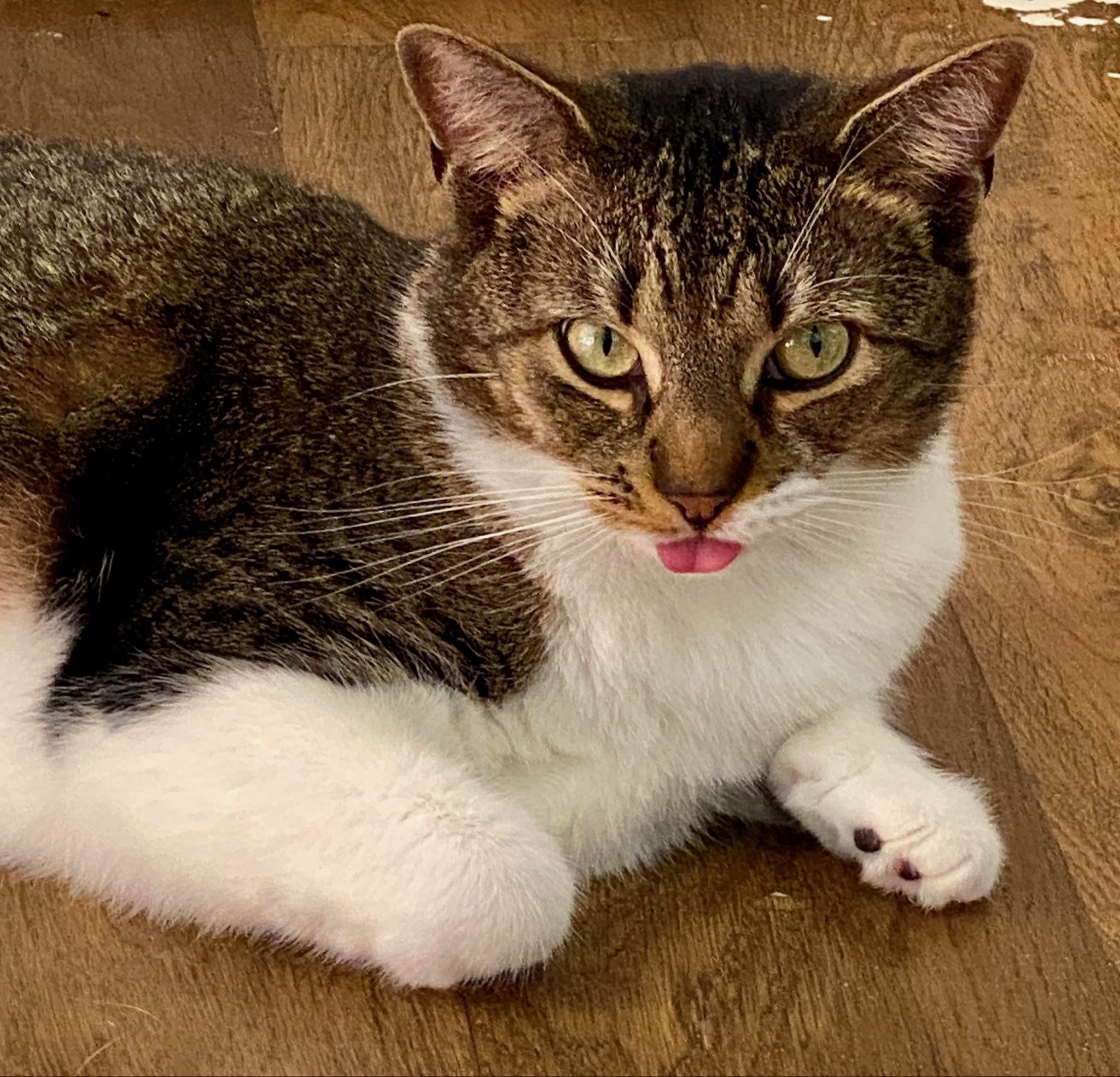 Enlarge Dinah, a Adopted American Shorthair in Middleburg, FL image 5/5