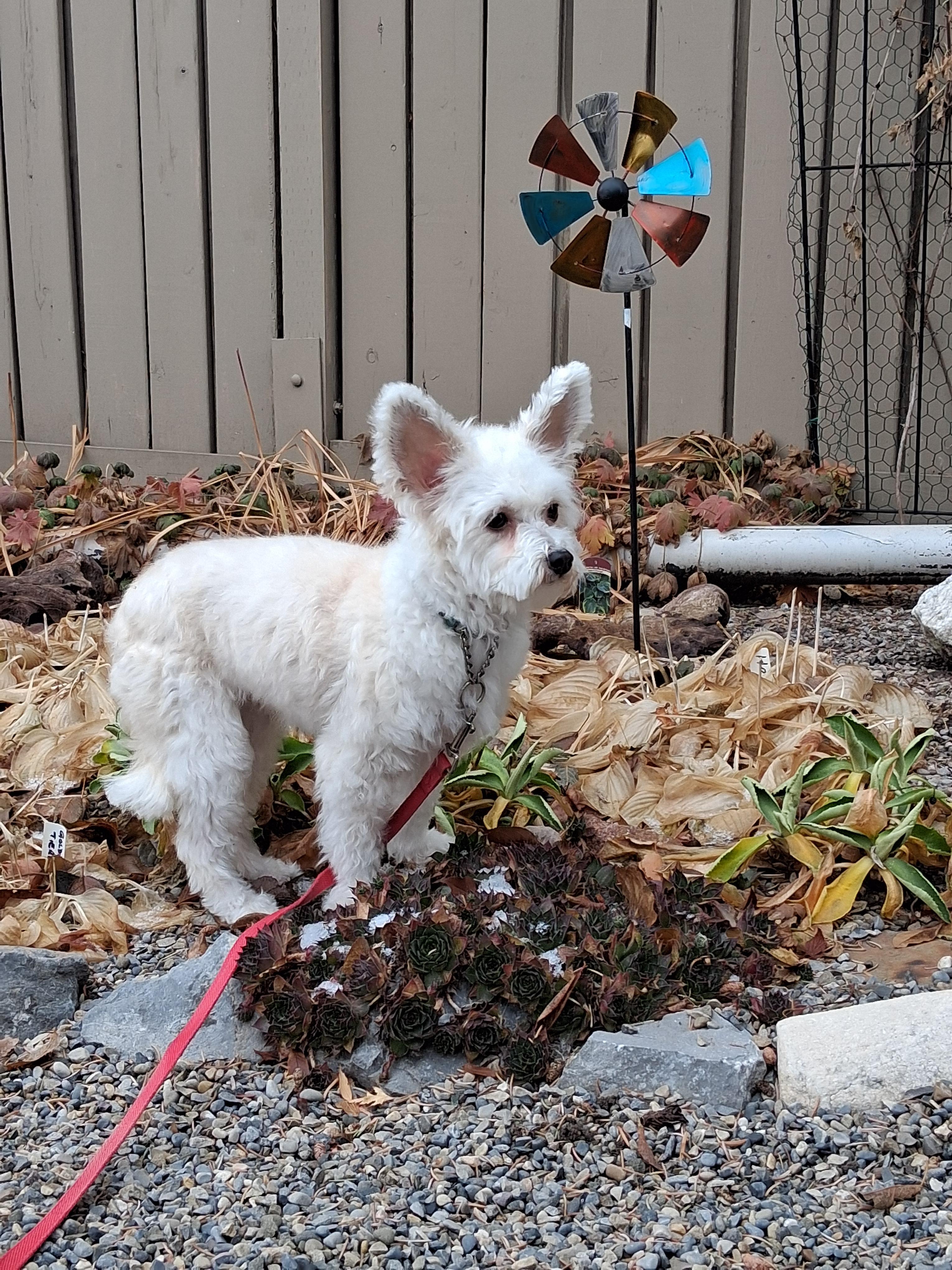 Willow, ADOPTABLE, Adult Female Chinese Crested Dog.