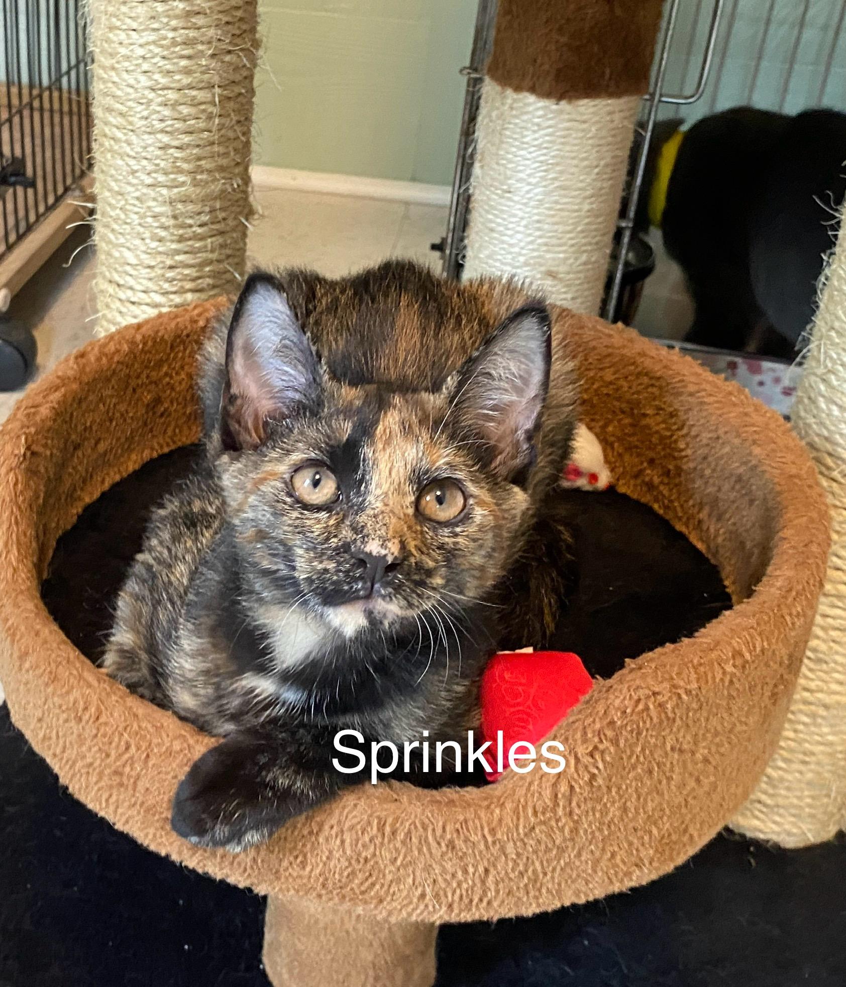 Enlarge Sprinkles, a Adopted Tortoiseshell in Medway, MA image 2/2