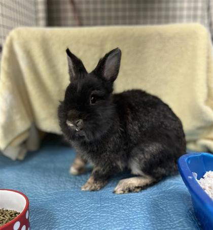 Enlarge Timmy, a Adoptable mixed breed in Montreal, QC image 1/1