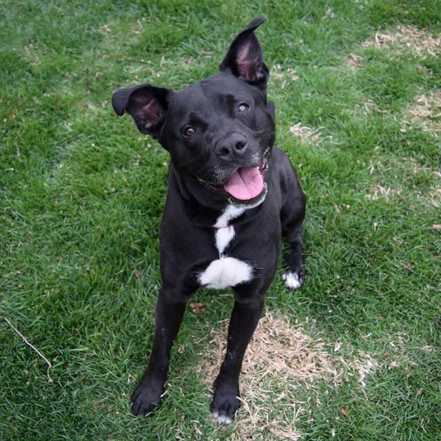 HARLEY, Adoptable, Adult Male Labrador Retriever & Mixed Breed.