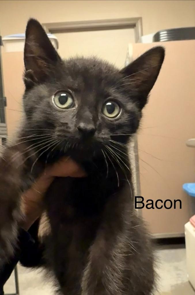 Bacon, Adopted, Kitten Female Domestic Short Hair.