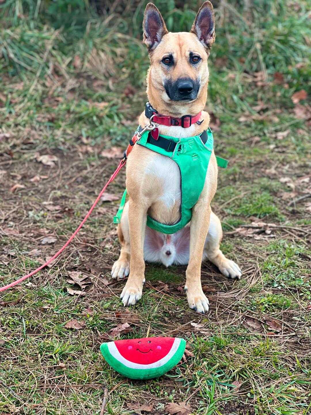 Scoob (No cats please!!), an adoptable German Shepherd Dog in Hood River, OR, 97031 | Photo Image 2