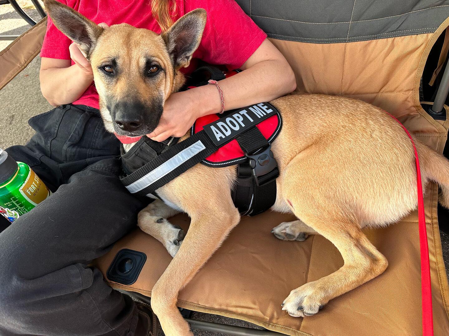 Scoob (No cats please!!), an adoptable German Shepherd Dog in Hood River, OR, 97031 | Photo Image 4