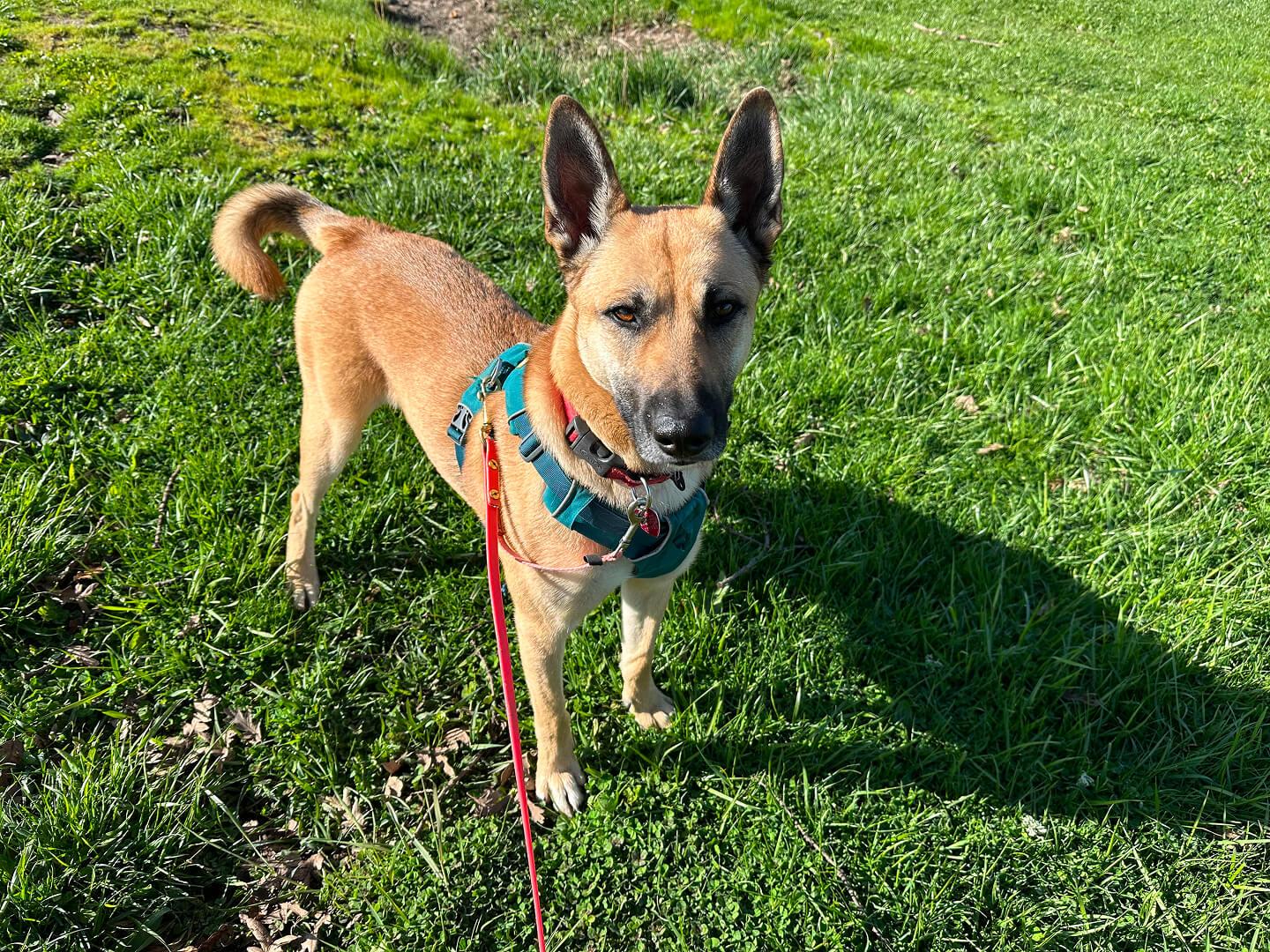 Scoob (No cats please!!), an adoptable German Shepherd Dog in Hood River, OR, 97031 | Photo Image 3
