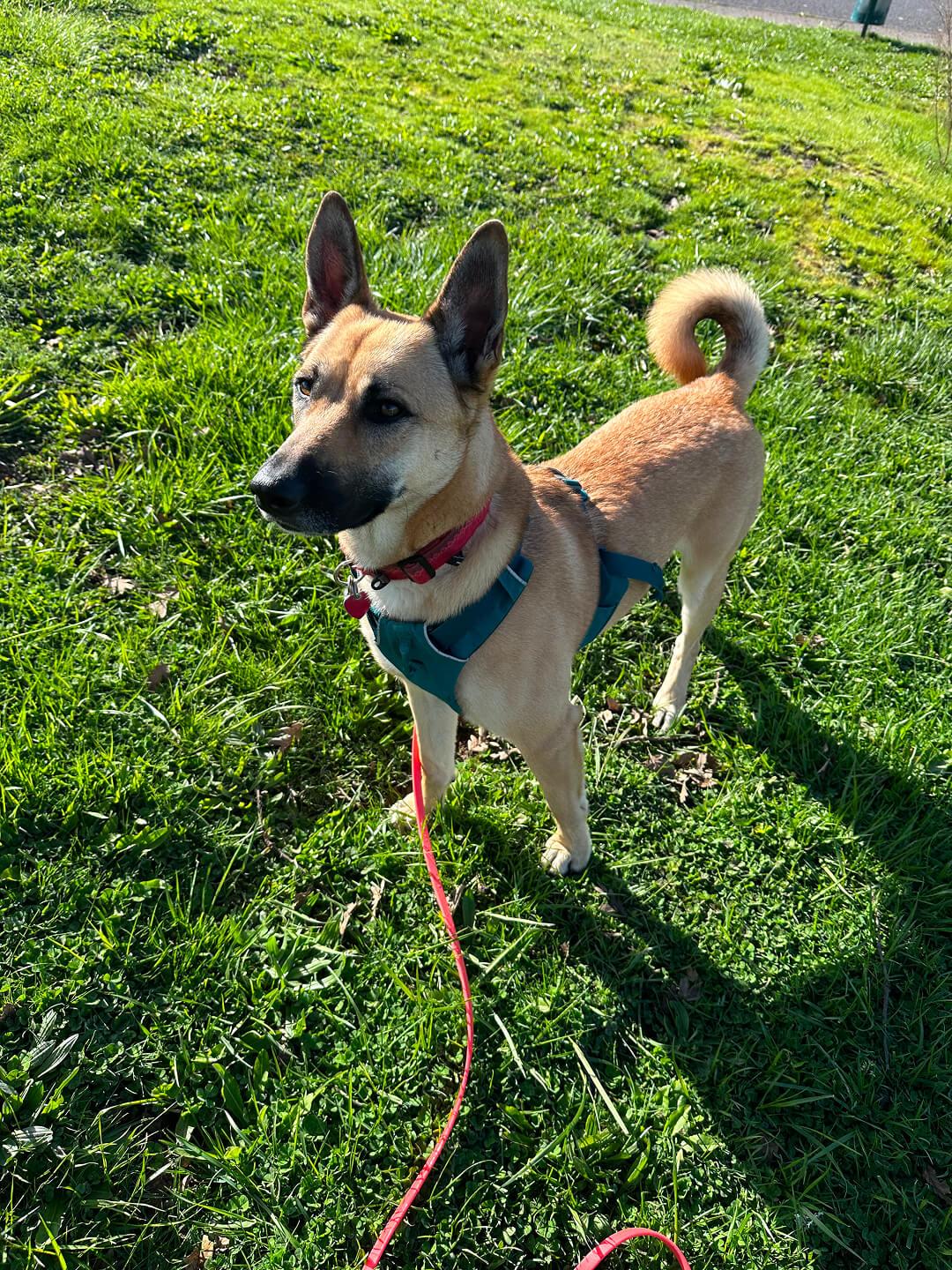 Scoob (No cats please!!), an adoptable German Shepherd Dog in Hood River, OR, 97031 | Photo Image 5