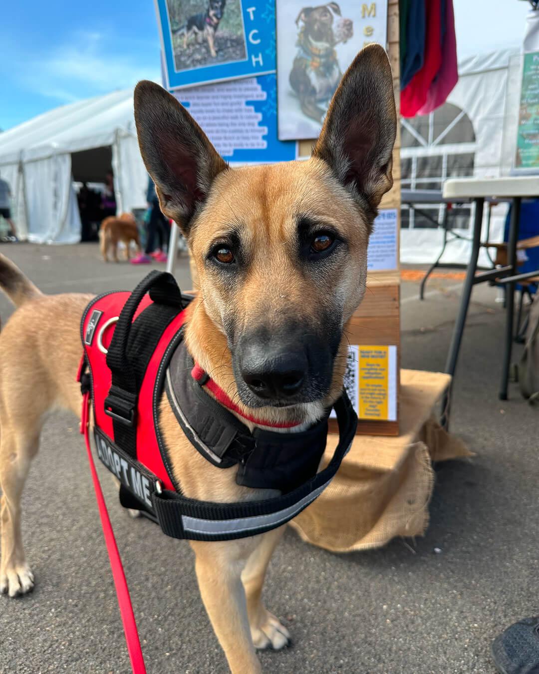Scoob (No cats please!!), an adoptable German Shepherd Dog in Hood River, OR, 97031 | Photo Image 1