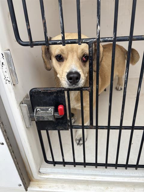 LOLLY, Adoptable, Adult Female Pug.