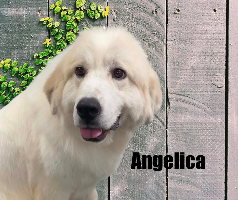 Enlarge Angelica, a Adoptable Great Pyrenees in Marshville, NC image 2/6