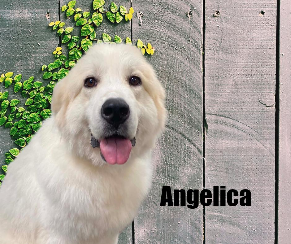 Enlarge Angelica, a Adoptable Great Pyrenees in Marshville, NC image 1/6