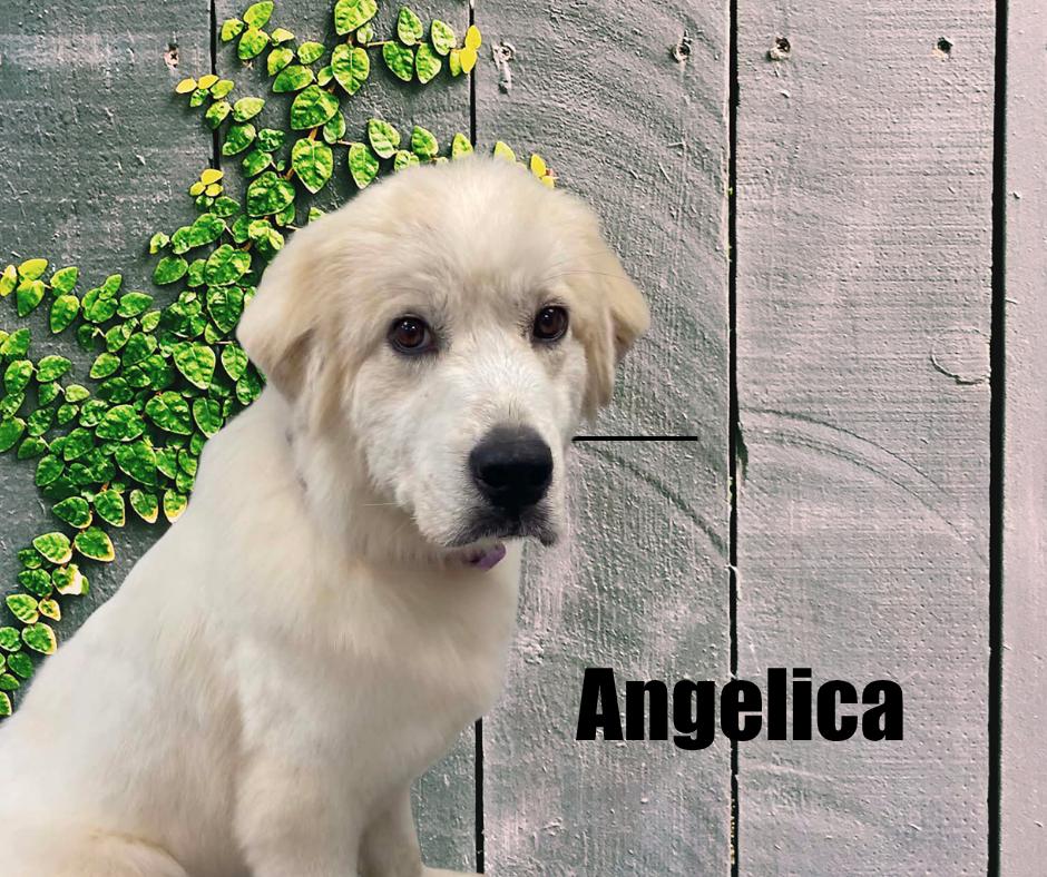 Enlarge Angelica, a Adoptable Great Pyrenees in Marshville, NC image 5/6