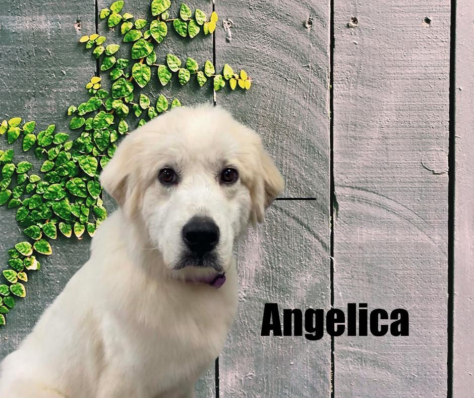 Enlarge Angelica, a Adoptable Great Pyrenees in Marshville, NC image 4/6