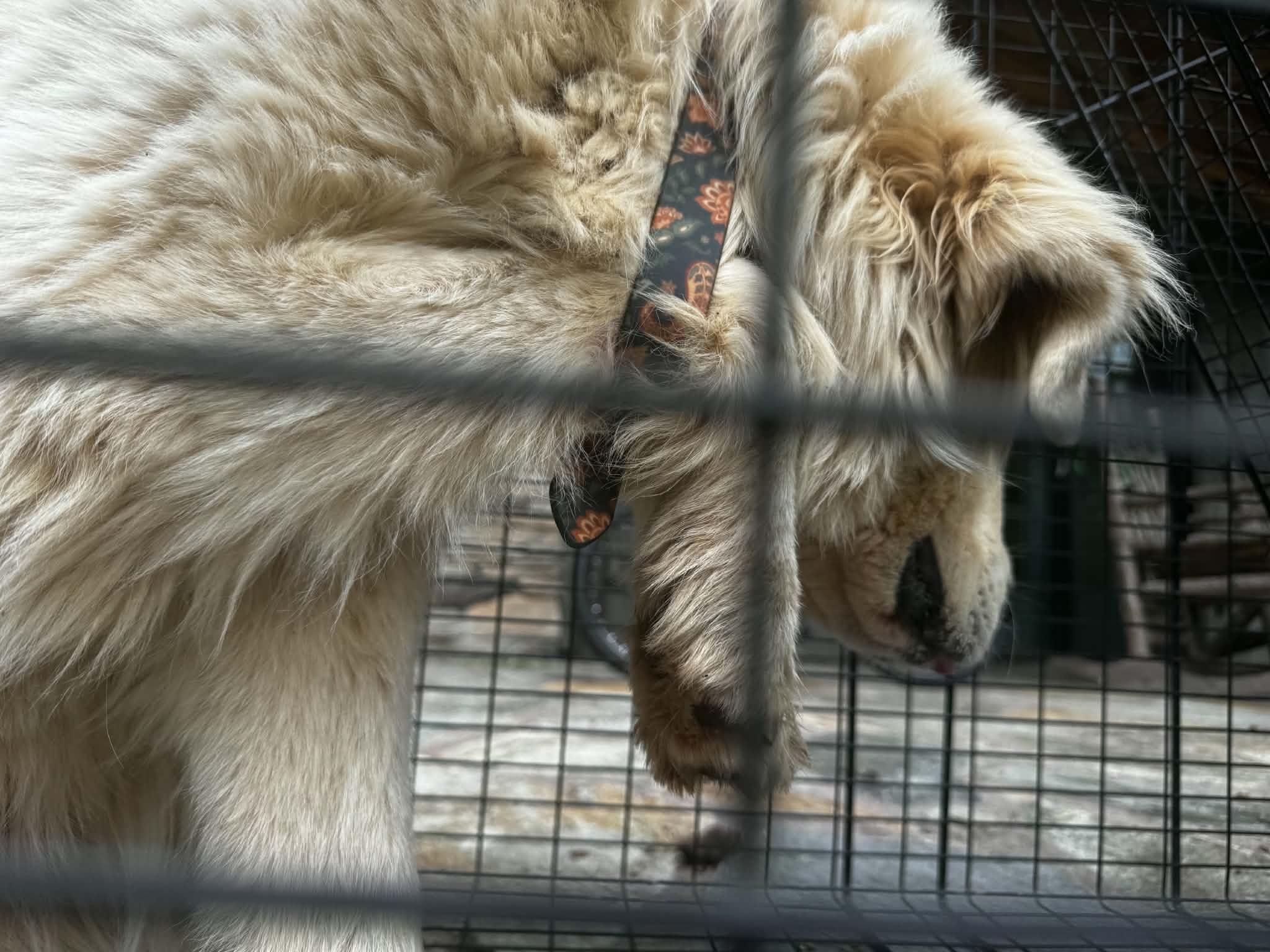 Enlarge Angelica, a Adoptable Great Pyrenees in Marshville, NC image 6/6
