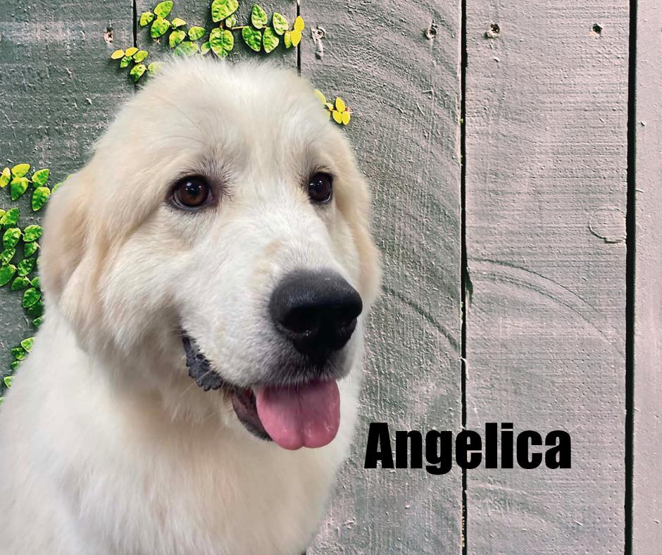 Enlarge Angelica, a Adoptable Great Pyrenees in Marshville, NC image 3/6