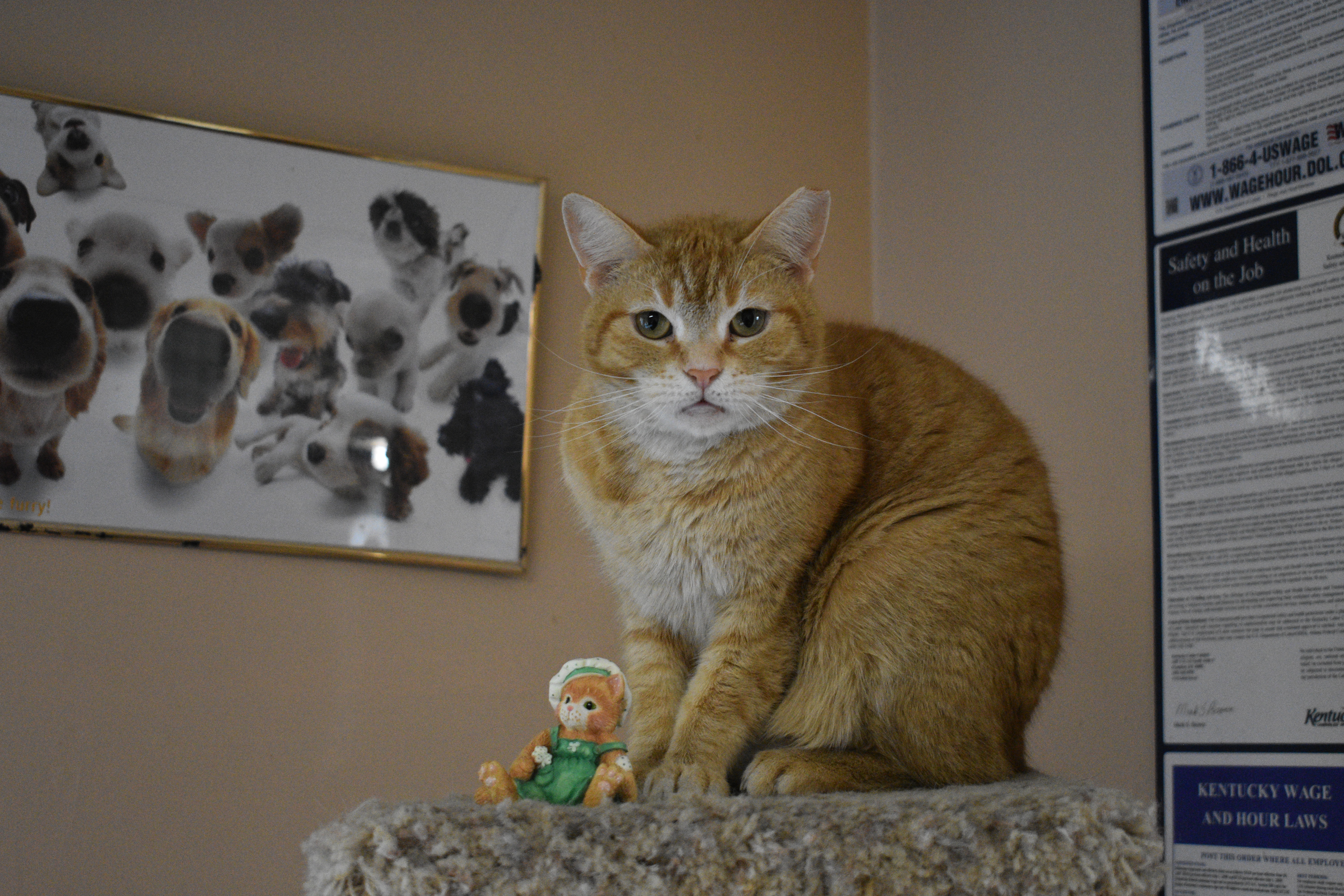 Armani, a Adoptable mixed breed in Vine Grove, KY image 2/3