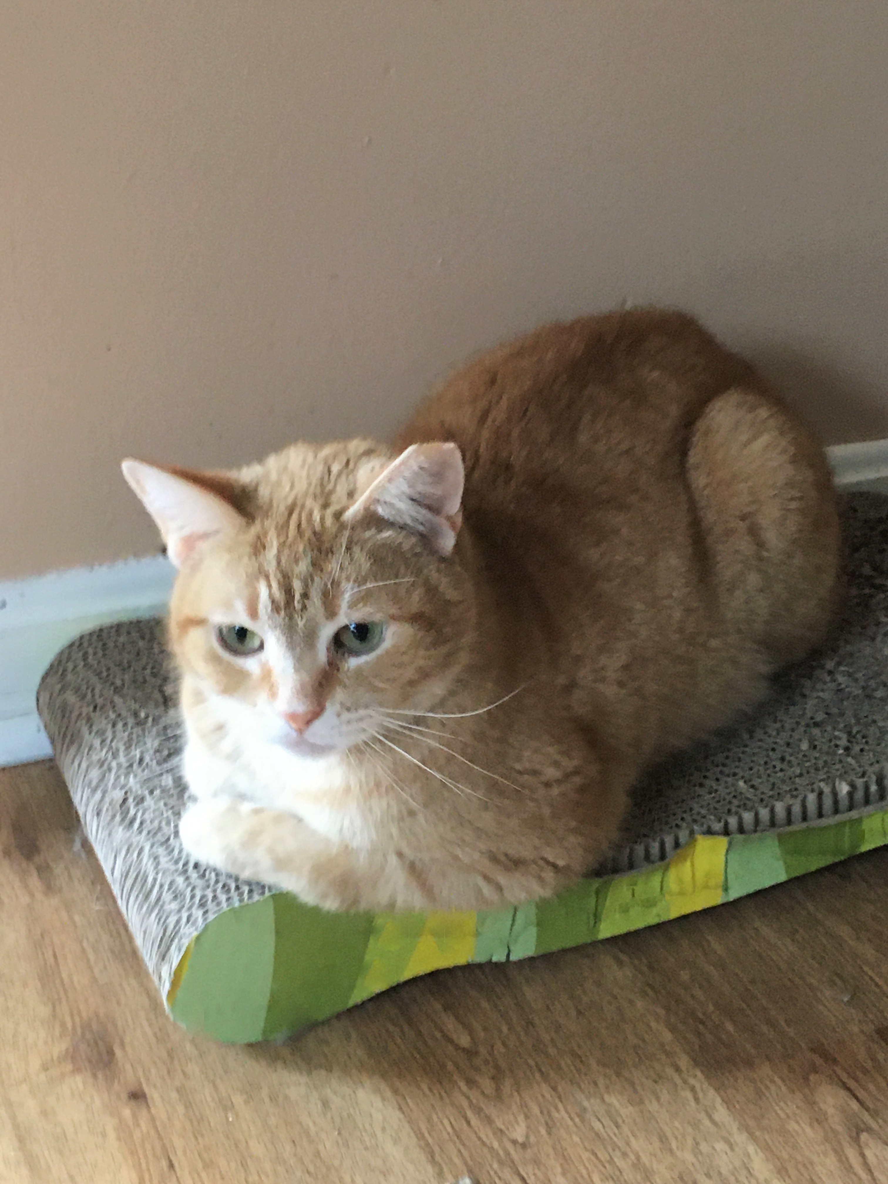 Armani, a Adoptable mixed breed in Vine Grove, KY image 3/3