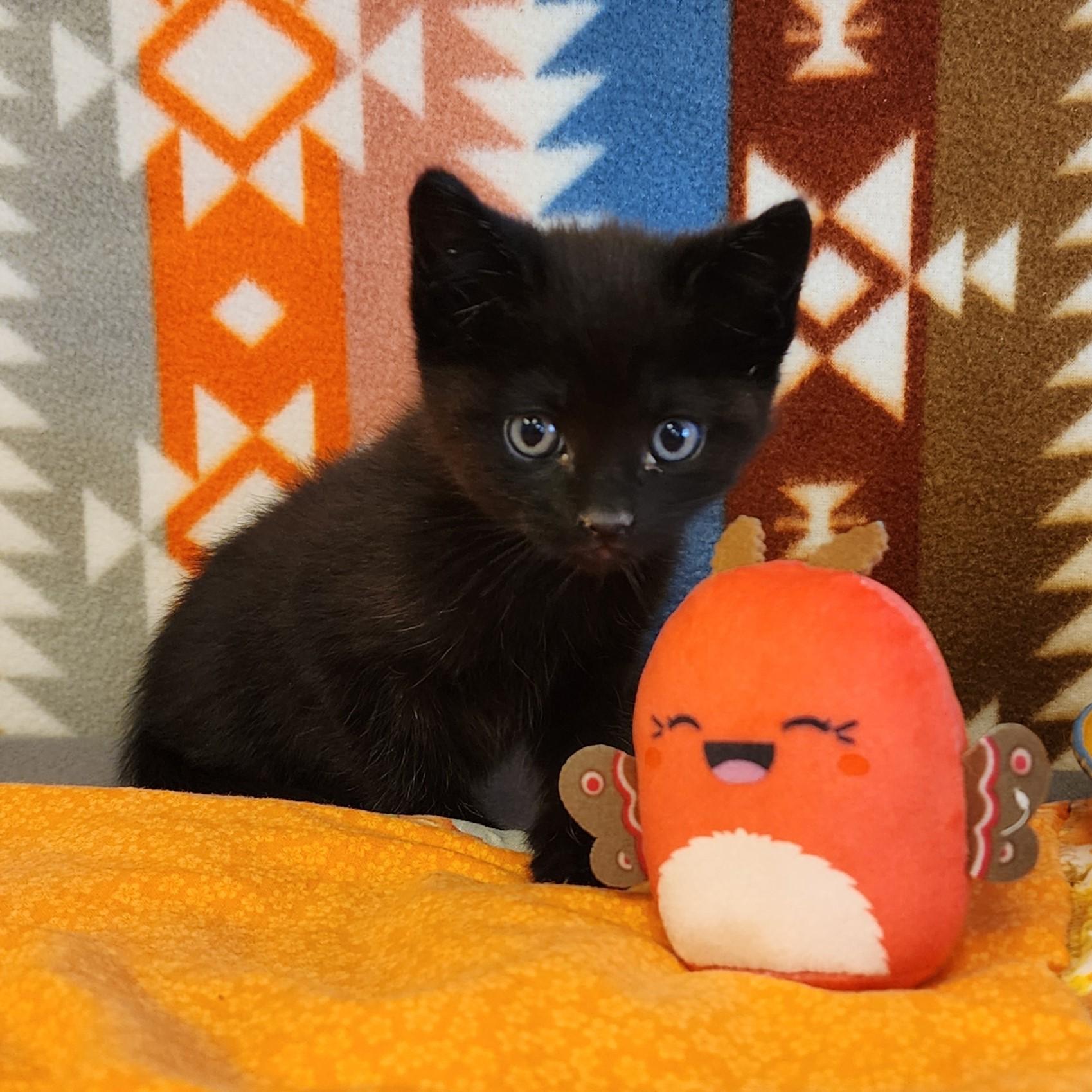 Tara, a ADOPTABLE mixed breed in ALPINE, TX image 3/3