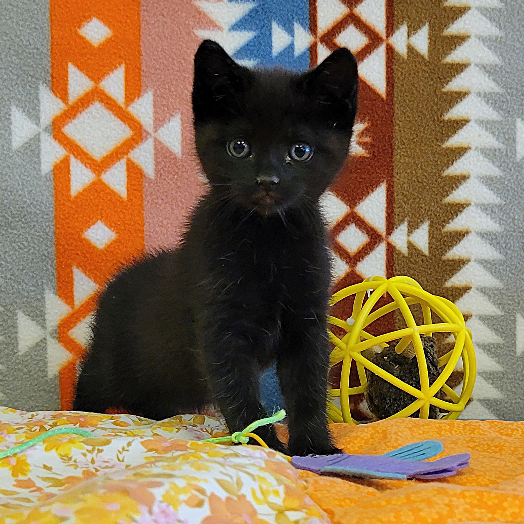 Tara, ADOPTABLE, Young Female Domestic Medium Hair.