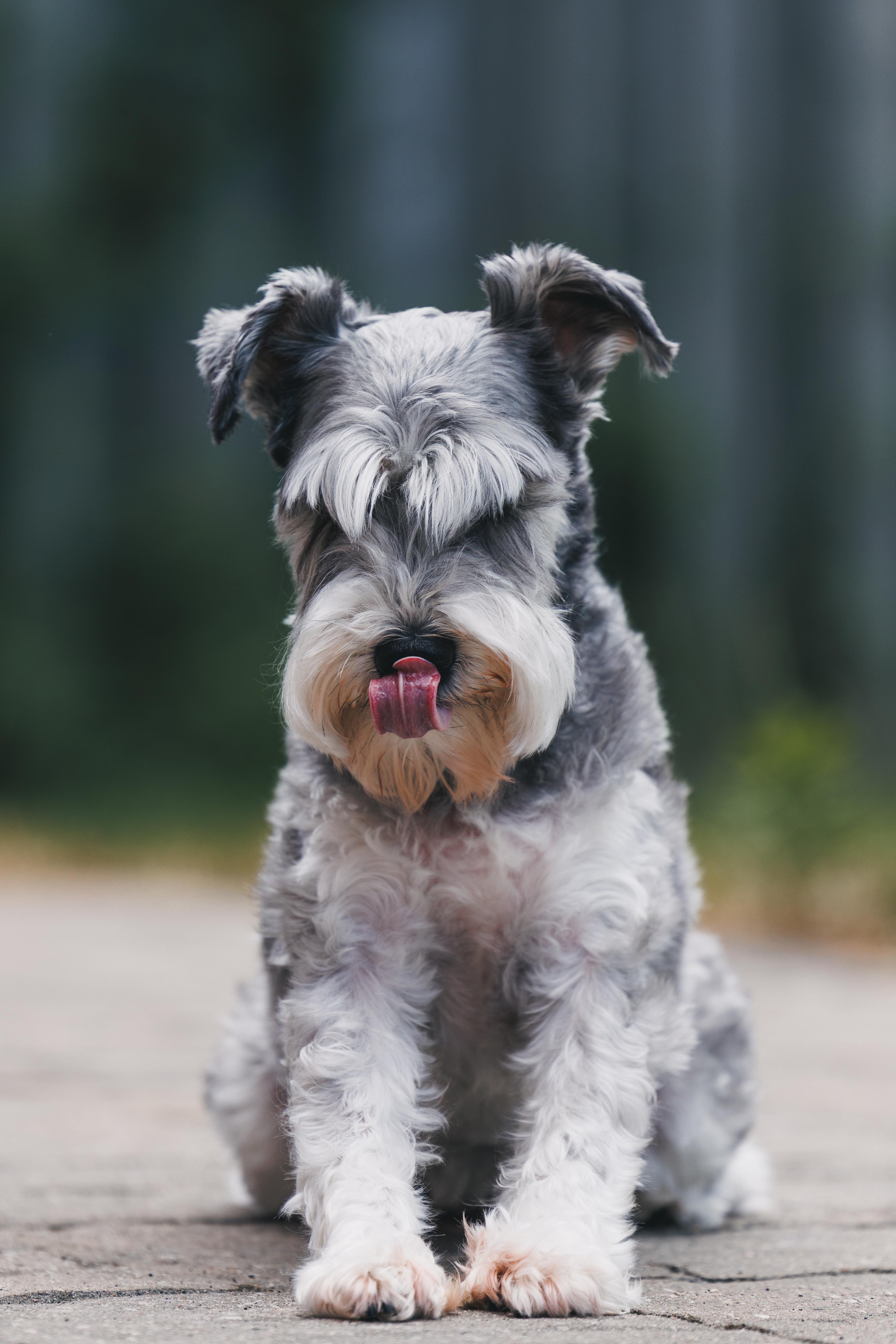 Kobe, Adoptable, Adult Male Schnauzer.