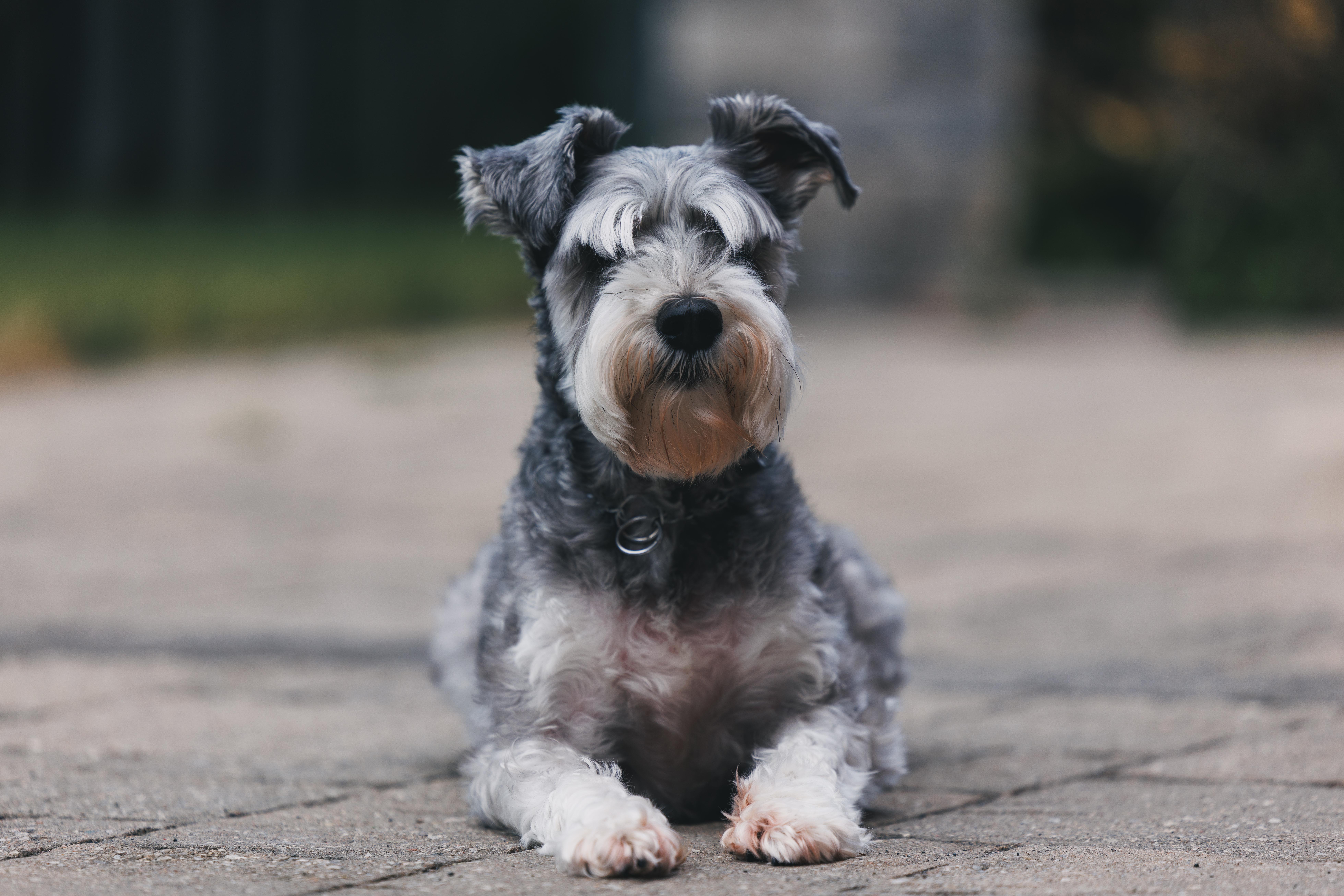 Kobe, a Adoptable Schnauzer in Markham, ON image 2/2