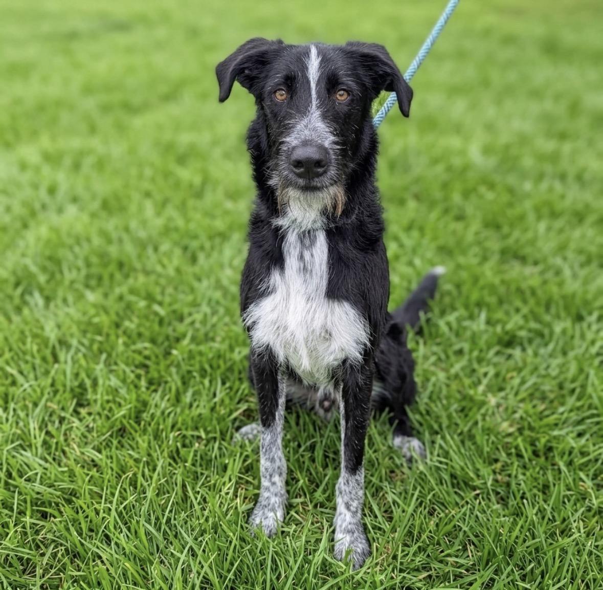 Dale, a ADOPTABLE mixed breed in Mendham, NJ image 2/3