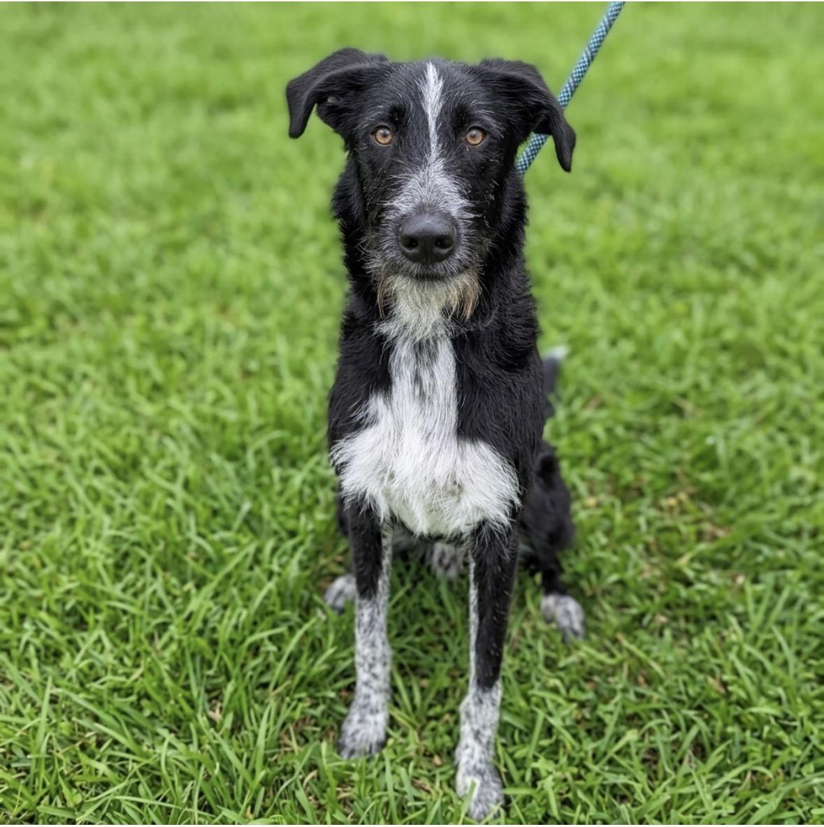 Dale, ADOPTABLE, Young Male Mixed Breed.