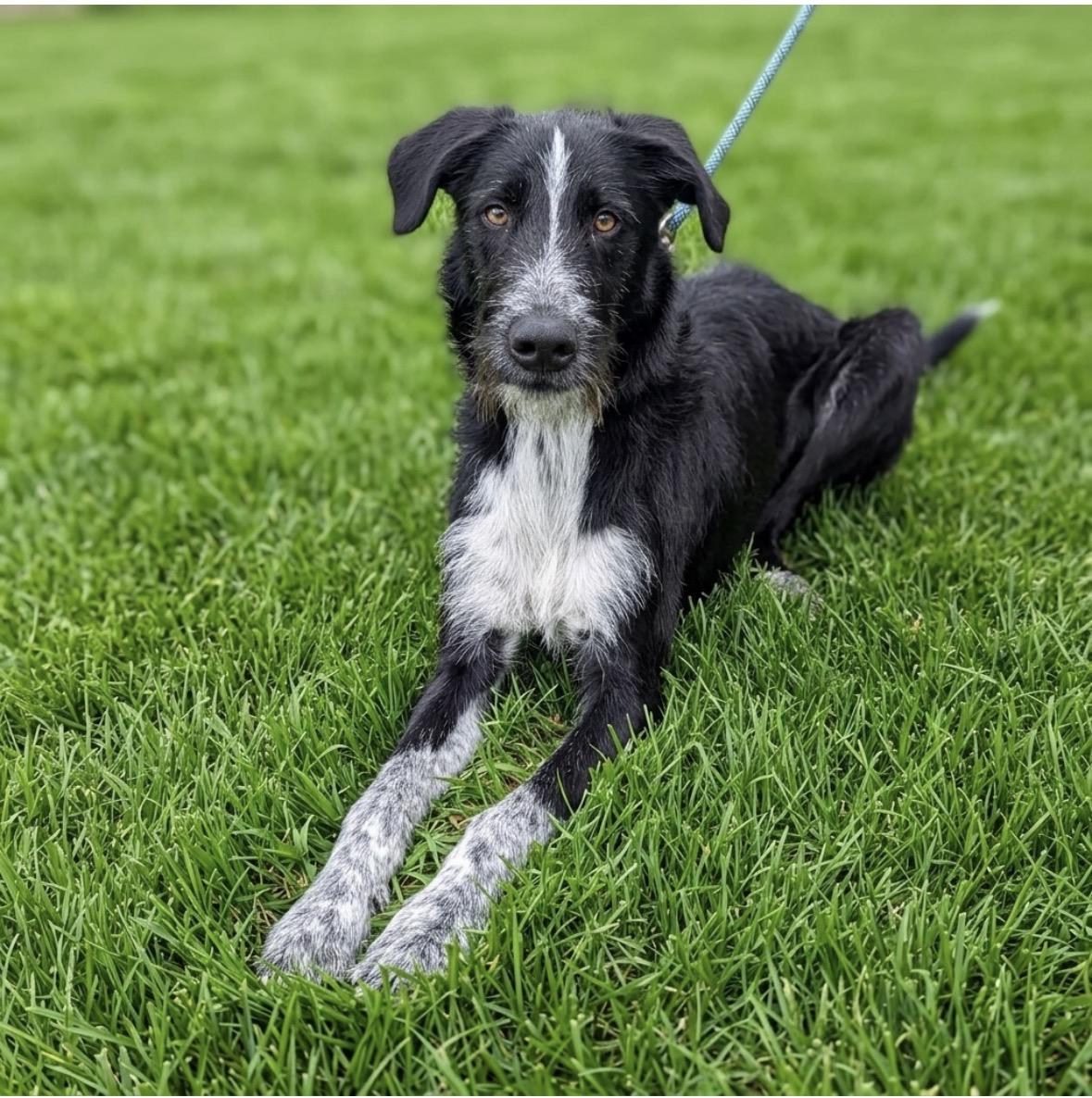 Dale, a ADOPTABLE mixed breed in Mendham, NJ image 3/3