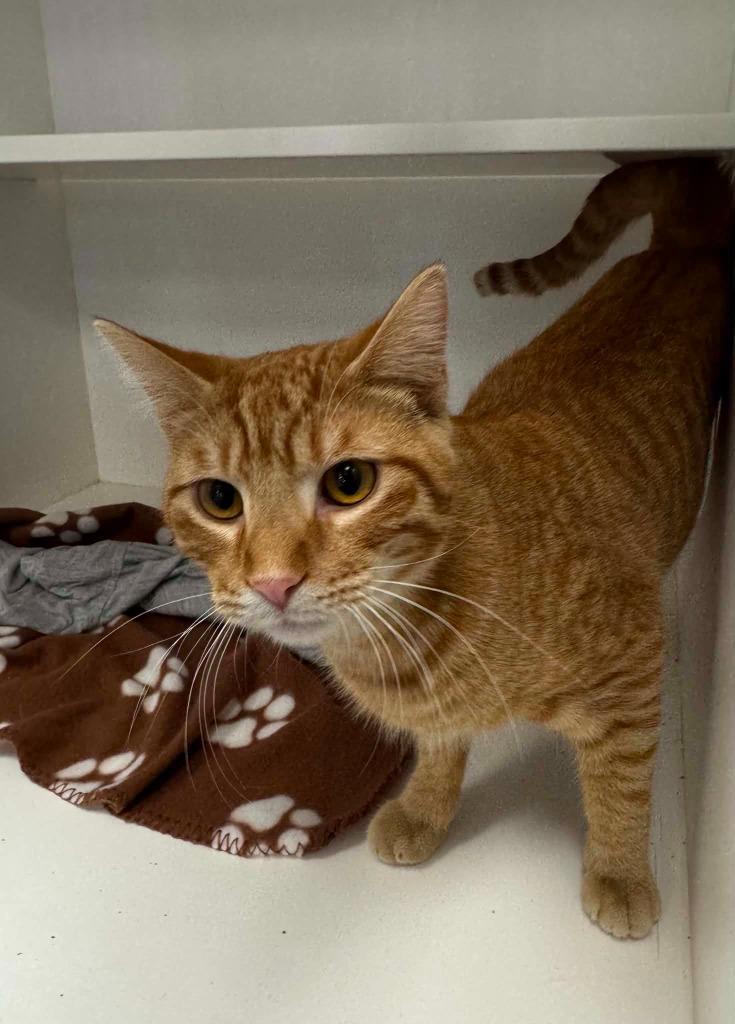 Henry, Adoptable, Young Male Domestic Short Hair.