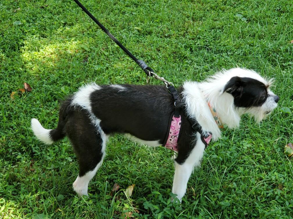 Grimmey, a Adoptable mixed breed in Hermitage, TN image 2/3
