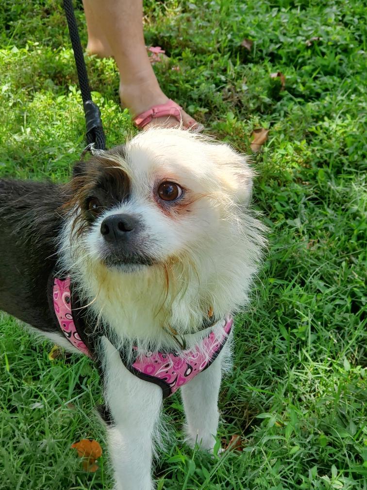 Grimmey, Adoptable, Young Female Boston Terrier & Wirehaired Terrier.