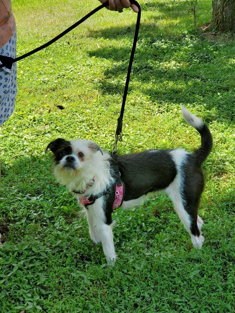 Grimmey, a Adoptable mixed breed in Hermitage, TN image 3/3