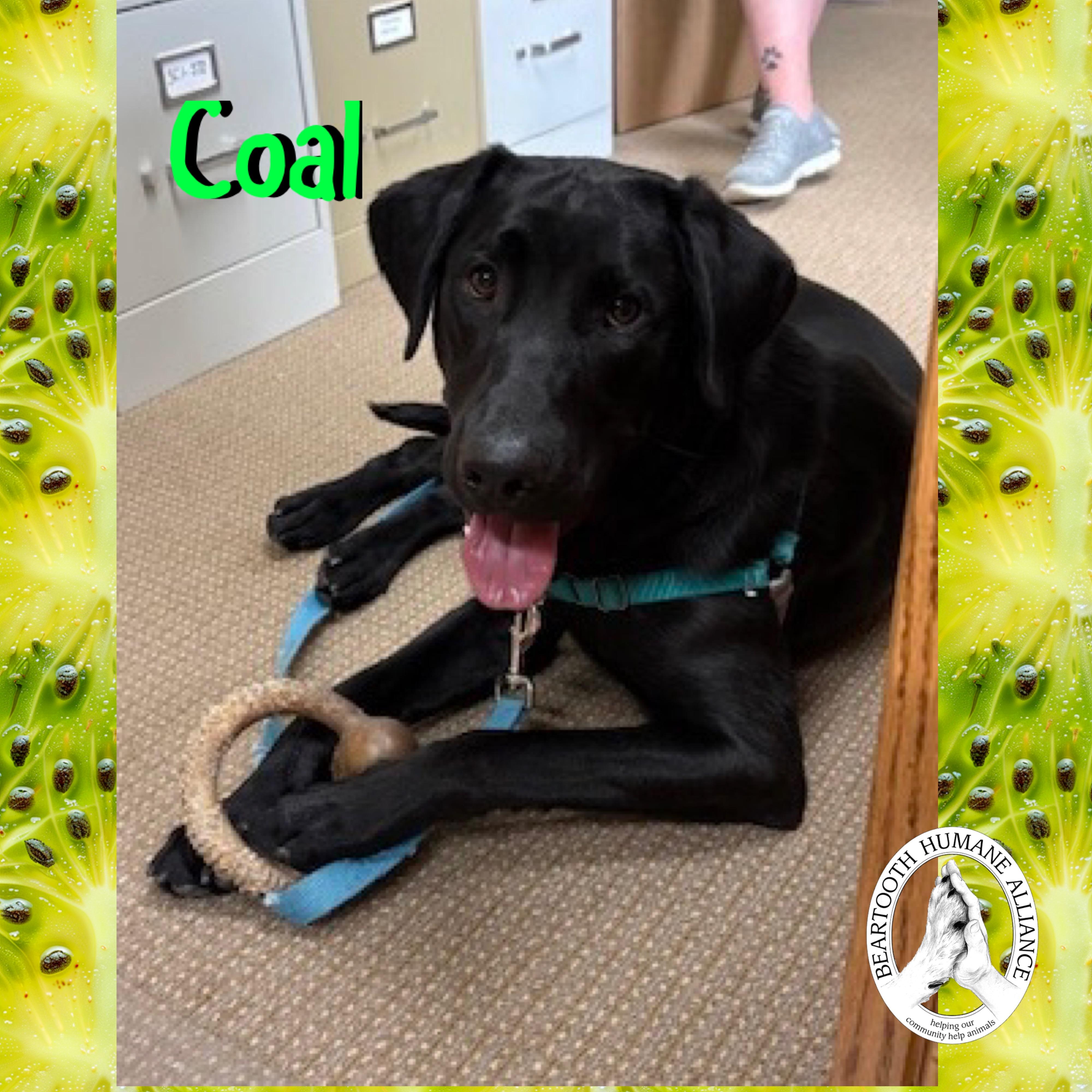 Coal, an adoptable Black Labrador Retriever in Red Lodge, MT, 59068 | Photo Image 2