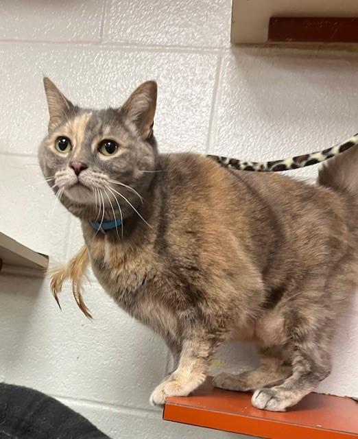 Enlarge Chunk (Bonded with Pooch A323348), an adoptable Domestic Short Hair in Conshohocken, PA image 1/2