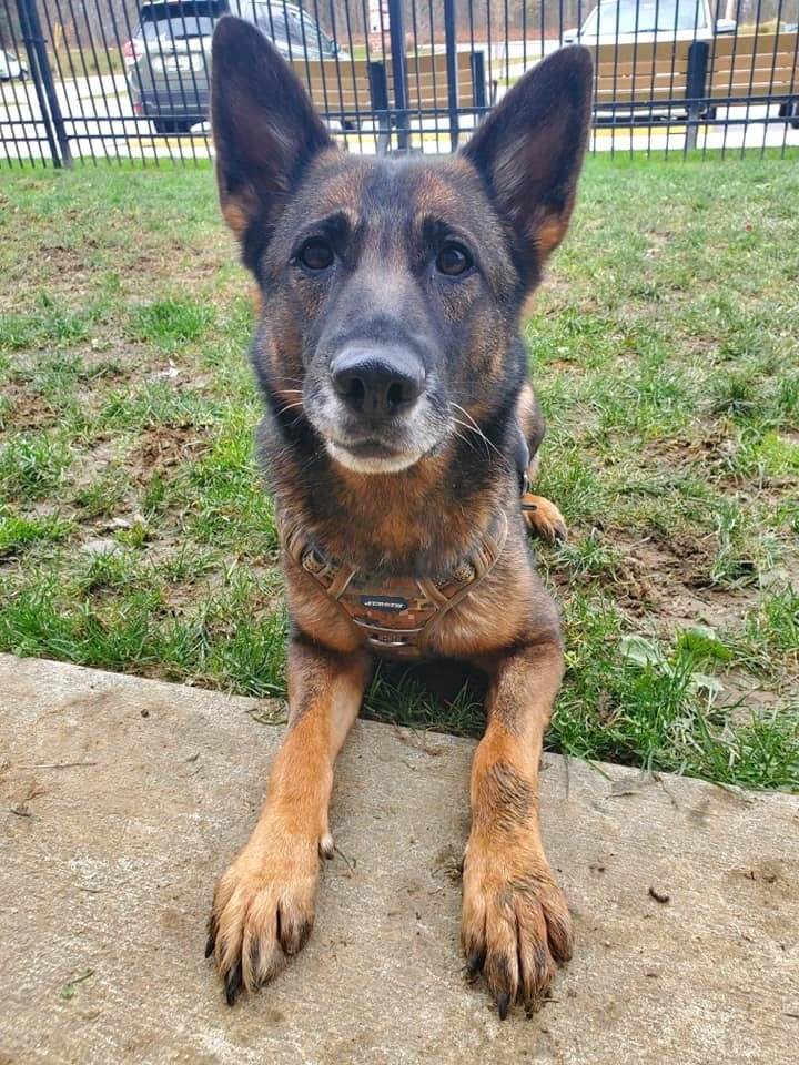 Enlarge Raina, a Adoptable German Shepherd Dog in Chevy Chase, MD image 1/4