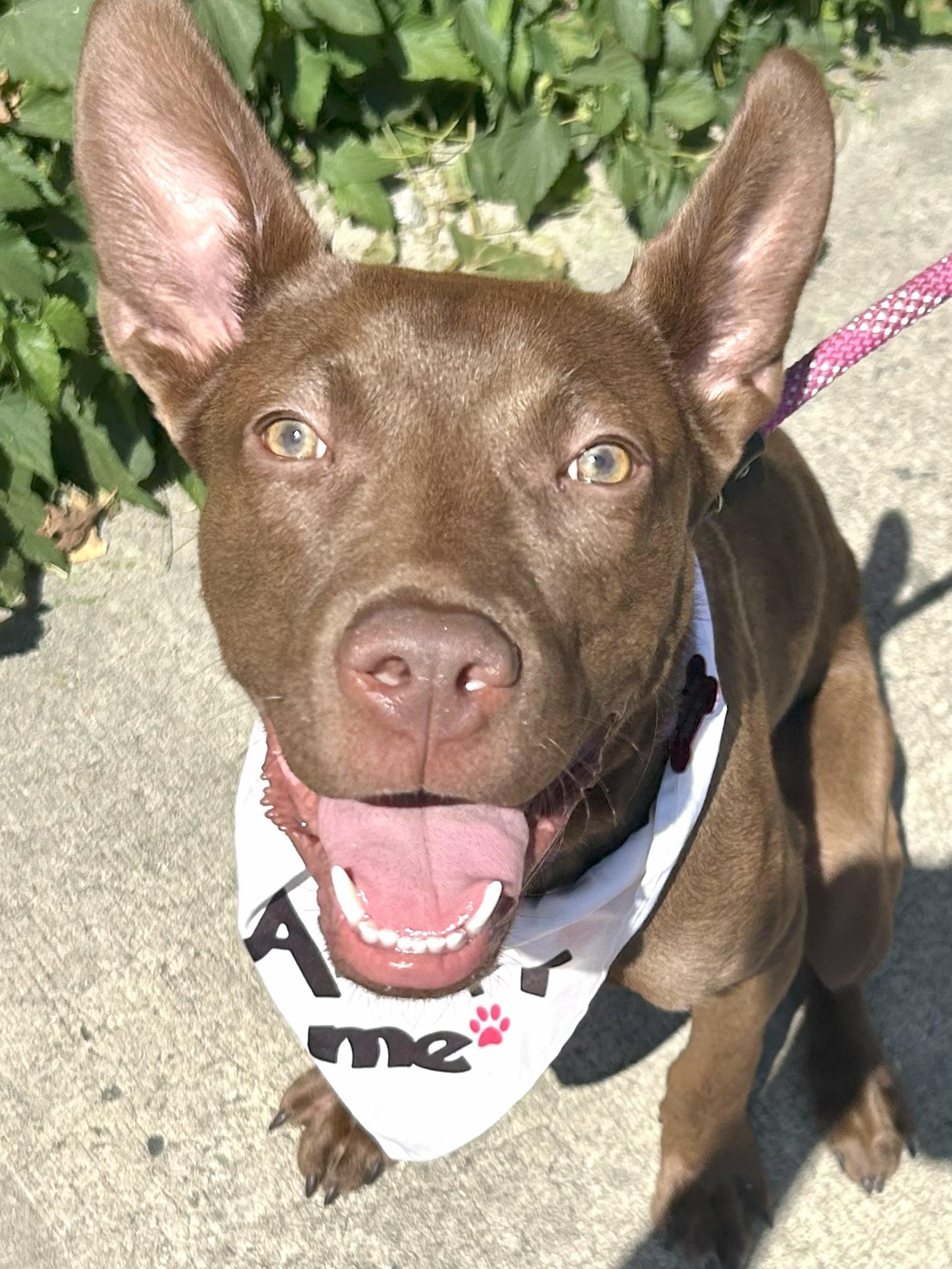 Radar, a Adoptable mixed breed in Clayton, NC image 3/6