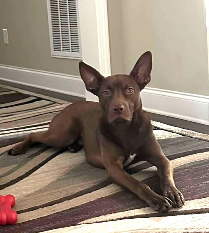 Radar - IN FOSTER HOME - AVAILABLE TO ADOPT, a Adoptable mixed breed in Clayton, NC image 1/5