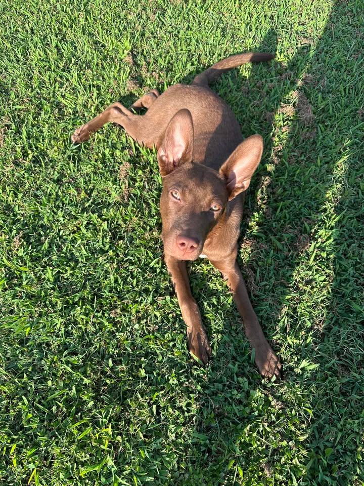 Radar, a Adoptable mixed breed in Clayton, NC image 4/6