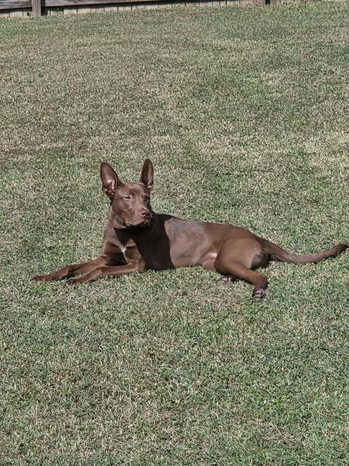 Radar - IN FOSTER HOME - AVAILABLE TO ADOPT, Adoptable, Young Male Chocolate Labrador Retriever.
