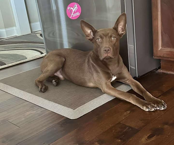 Radar, Adoptable, Young Male Chocolate Labrador Retriever.